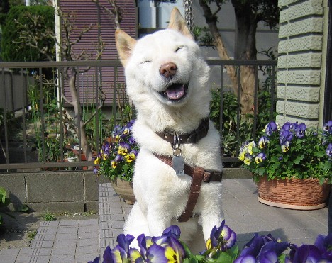 北海道犬 シロ